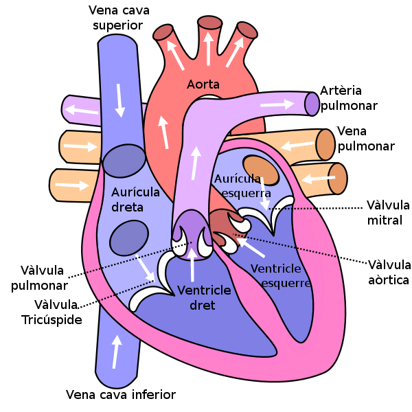 Description - Circulatory System Info
